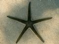 Astropecten bispinosus